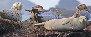 seals lying down on the beach