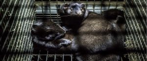 mink in a cage