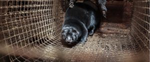 mink production and cage system