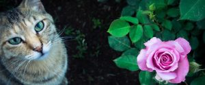 cat near a pink rose