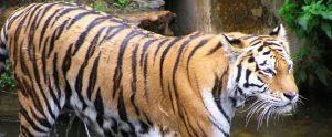 wet circus tiger in a river