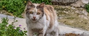 stray cat outdoors