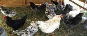 layer chickens in a barn