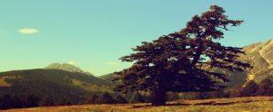slanted tree in the middle of an American natural park