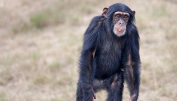 a chimpanzee walking around