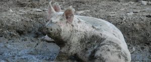 a sow outdoors playing in the mud