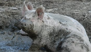a sow outdoors playing in the mud