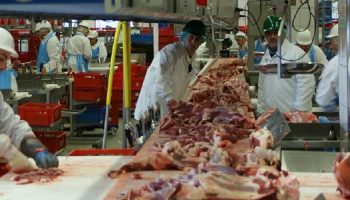 slaughterhouse workers working on an assembly line of meat