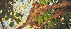 a monkey in a tree
