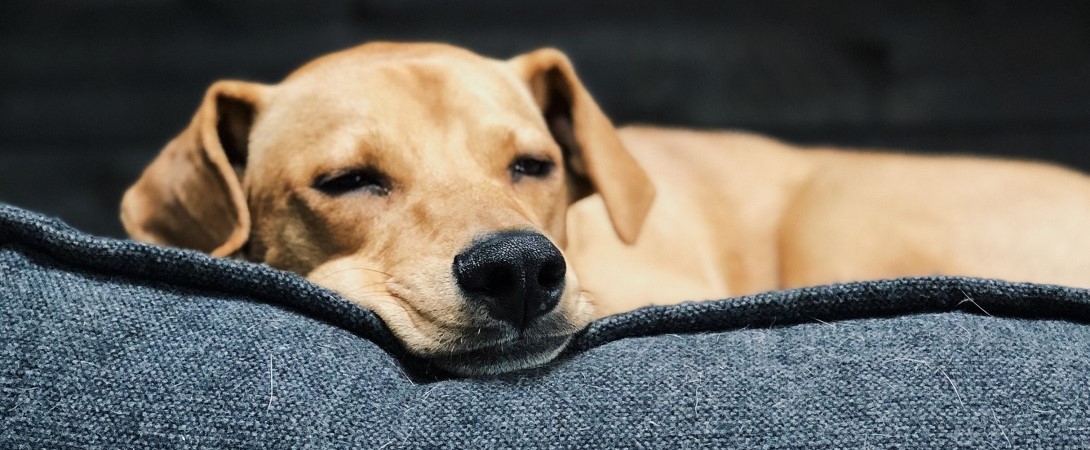 a dog lying on a sofa