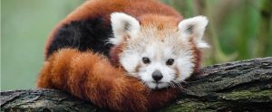 red panda on a tree stump