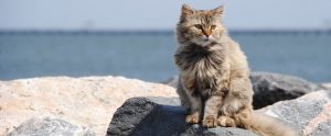 cat outdoors on rocks