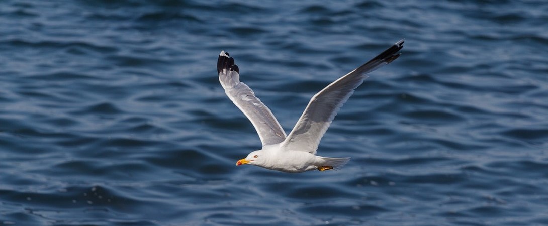 a bird flying above the ocean
