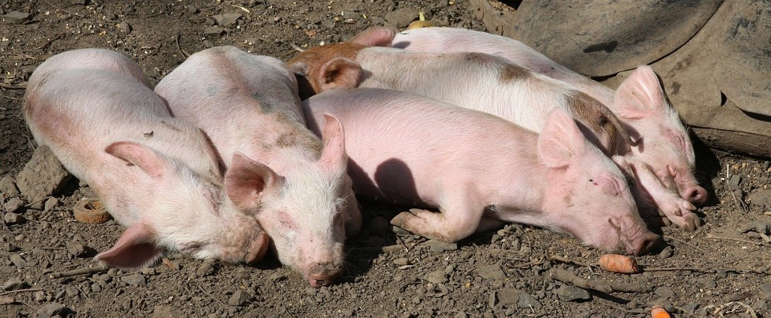four piglets lying in the mud
