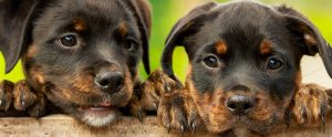 two rottweiler puppies