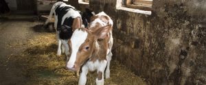 two baby calves in a derelict room