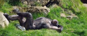 a chimpanzee basking in the sun on the grass