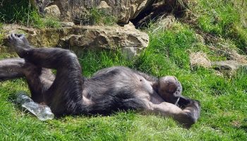a chimpanzee basking in the sun on the grass