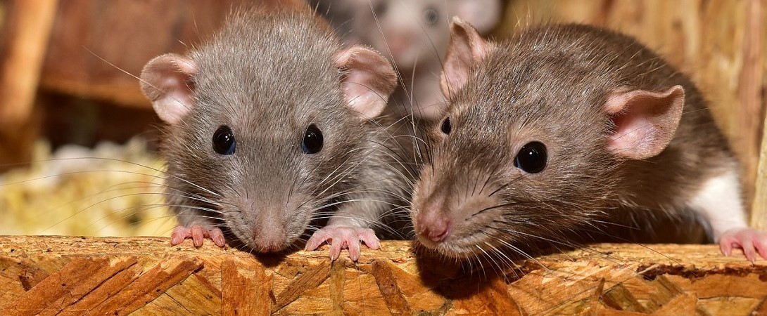 two cute rats