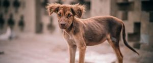 a stray, suffering dog on the streets