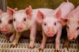 four dirty piglets stand on a plastic slatted floor