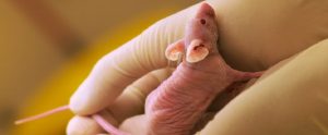 shaved research mouse in a scientist's hands
