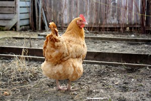 a chicken standing on dirt in a fenced yard