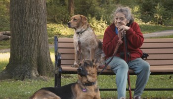 person sitting on a park bench with two leashed dogs, one dog sitting on the bench and the other dog laying on the ground