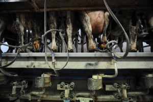 rear-view of dirty cows hooked up to industrial milking machinery