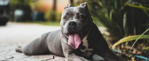 an American Pit Bull Terrier lying on the floor with its tongue sticking out