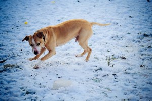 pitbull dog playing in snow