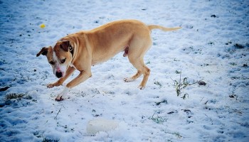 pitbull dog playing in snow