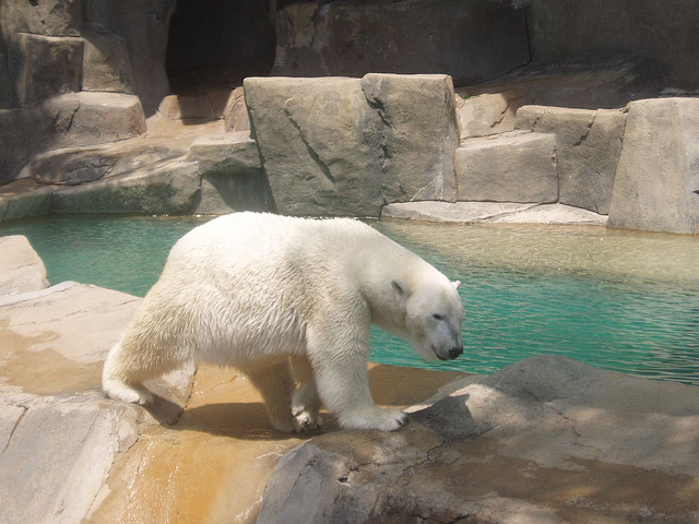 captive polar bear walking across rocks in zoo exhibit