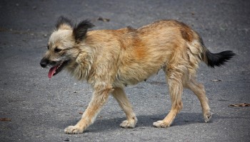 scruffy stray dog walking across pavement