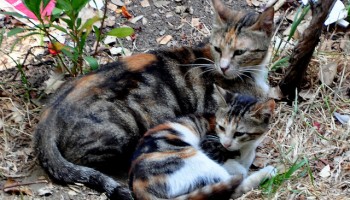 calico cat and kitten lying in dry grass