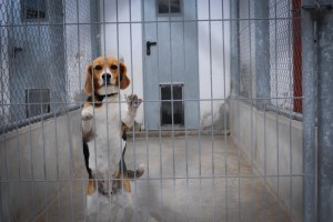 beagle standing upright against a gate in a concrete and chain link enclosure