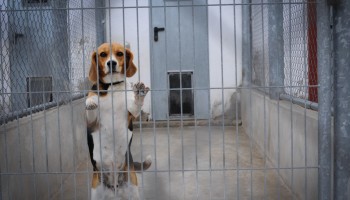 beagle standing upright against a gate in a concrete and chain link enclosure