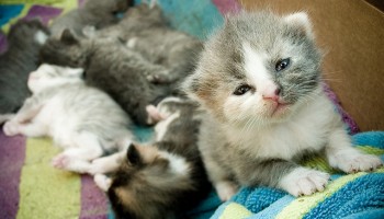 seven grey and white kittens in a cardboard box with a striped blanket