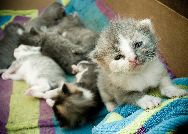 seven grey and white kittens in a cardboard box with a striped blanket