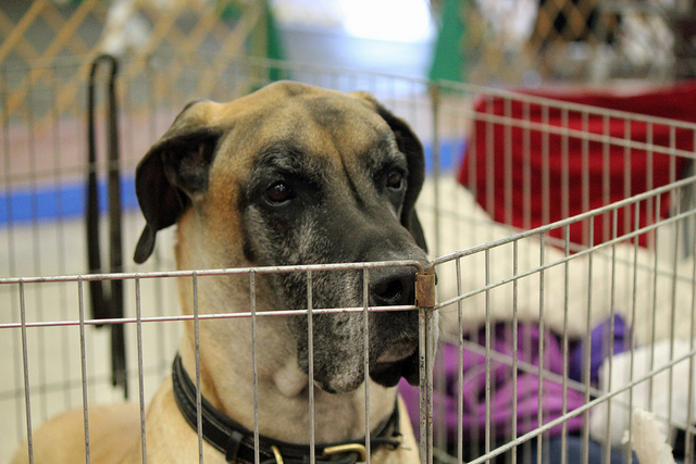Great Dane sitting in a small pen in a living room