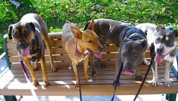 Four mixed breed dogs on leashes stand side-by-side on a park bench