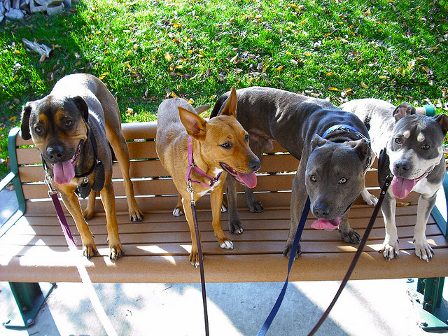 Four mixed breed dogs on leashes stand side-by-side on a park bench
