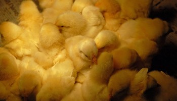 dozens of baby chicks packed closely together