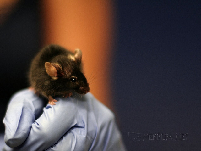 a small brown mouse perched on a rubber-gloved hand
