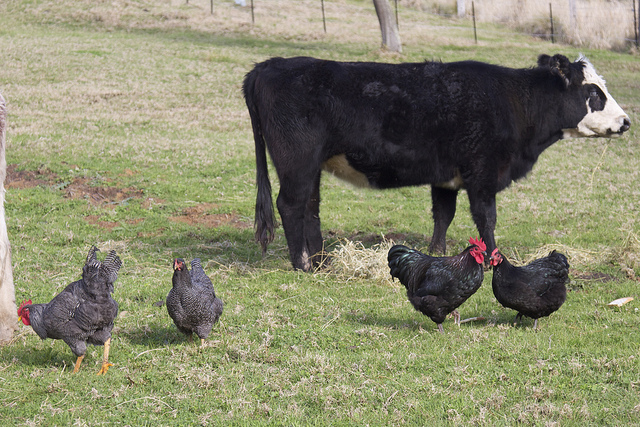 a black cow stands in a field behind four black chickens