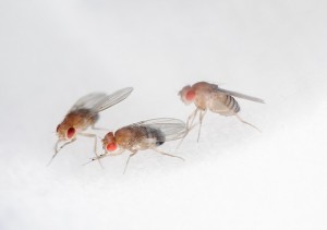 close-up of three fruit flies