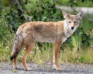 coyote framed against tall grass