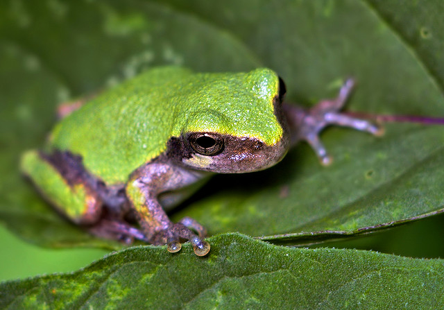 bright green tree frog on a leaf