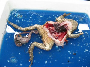 dissected frog splayed out in blue liquid on a tray