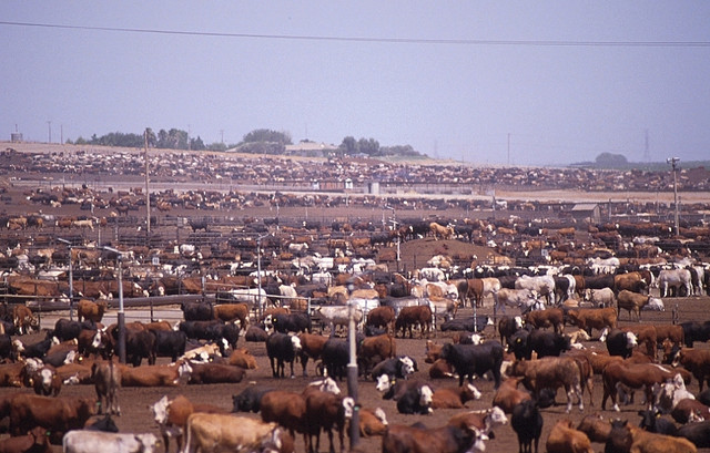hundreds of cows on a large feedlot that expands into the distance